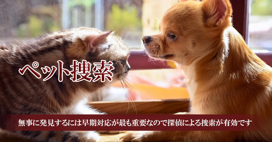 【浜松市　探偵】ペット捜索｜浜松市でペット捜索で探偵をお探しならスマイルエージェント浜松にお任せください。
