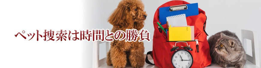 【浜松市　探偵】ペット捜索｜浜松市でペット捜索で探偵をお探しならスマイルエージェント浜松にお任せください。