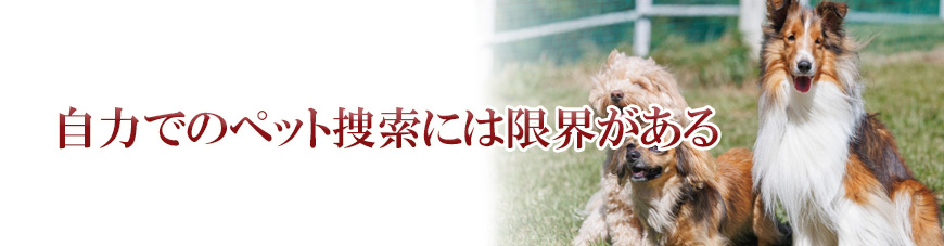 【浜松市　探偵】ペット捜索｜浜松市でペット捜索で探偵をお探しならスマイルエージェント浜松にお任せください。