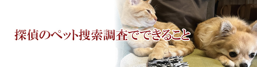 【浜松市　探偵】ペット捜索｜浜松市でペット捜索で探偵をお探しならスマイルエージェント浜松にお任せください。